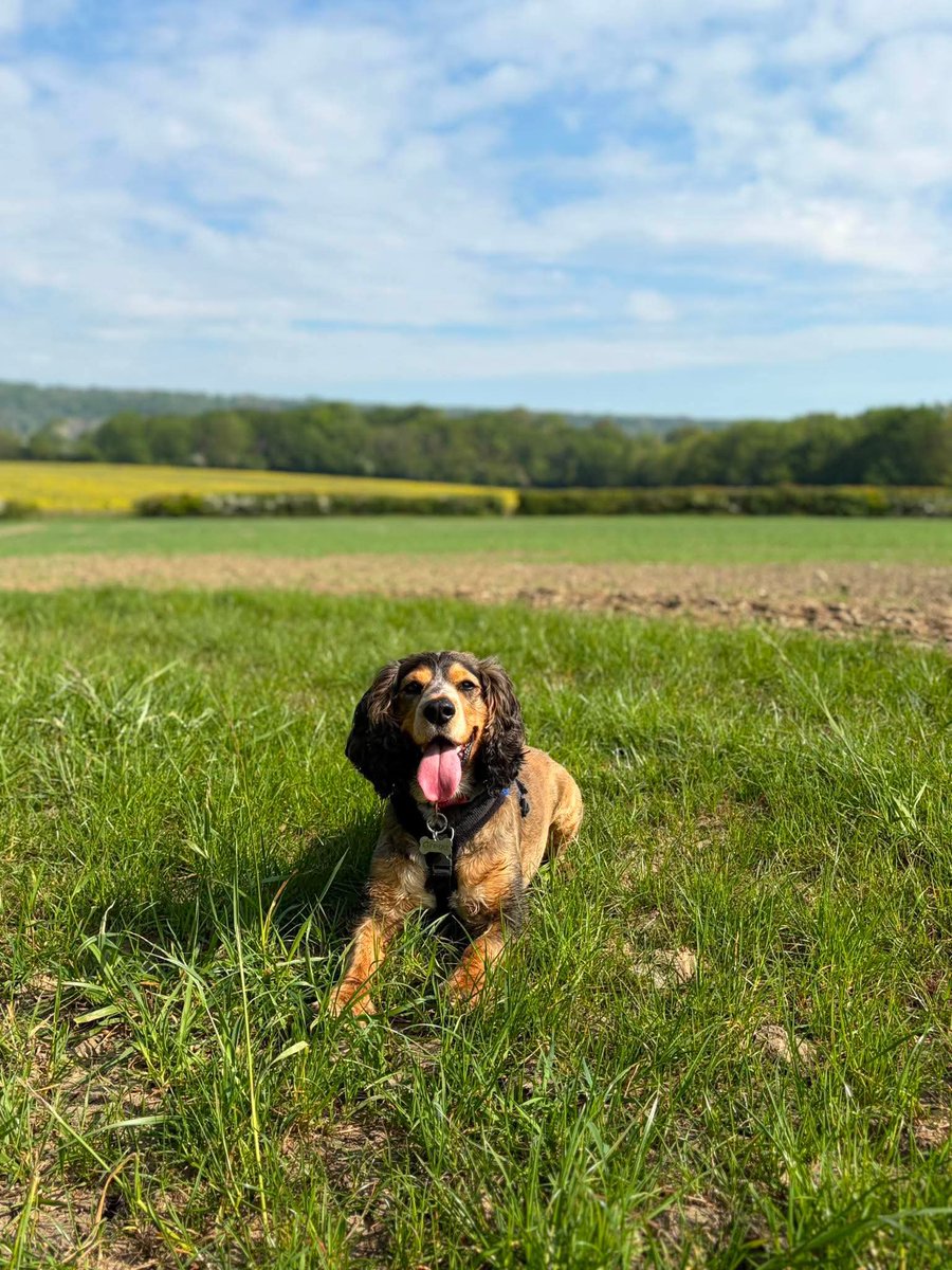 Reggie the Cocker 🐶 🐾👹 tweet media