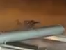 Is that a Pukeko statue skedaddling away 
<a href="/RocketLab/">Rocket Lab</a> <a href="/Peter_J_Beck/">Peter Beck</a>