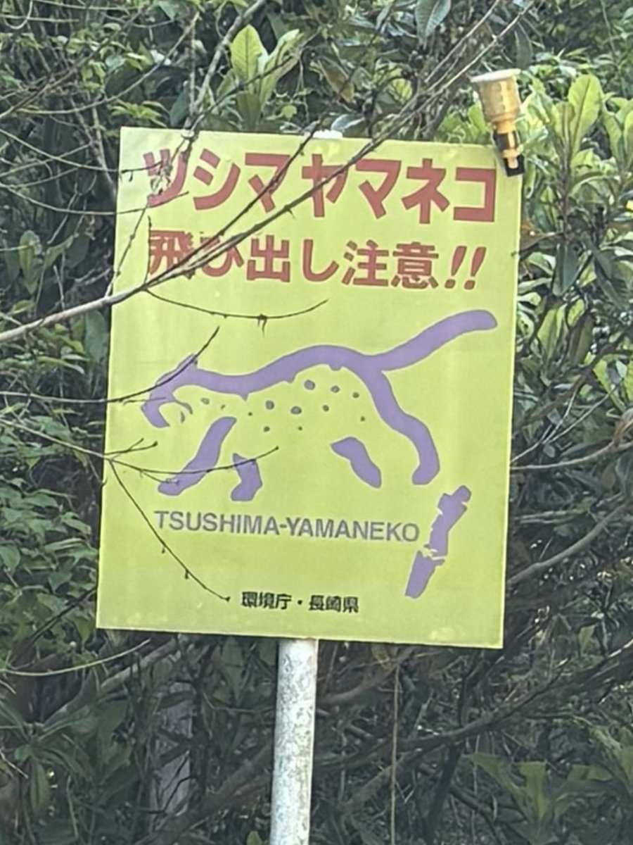 取材に行った対馬は、あちこちに「ツシマヤマネコの飛び出し注意