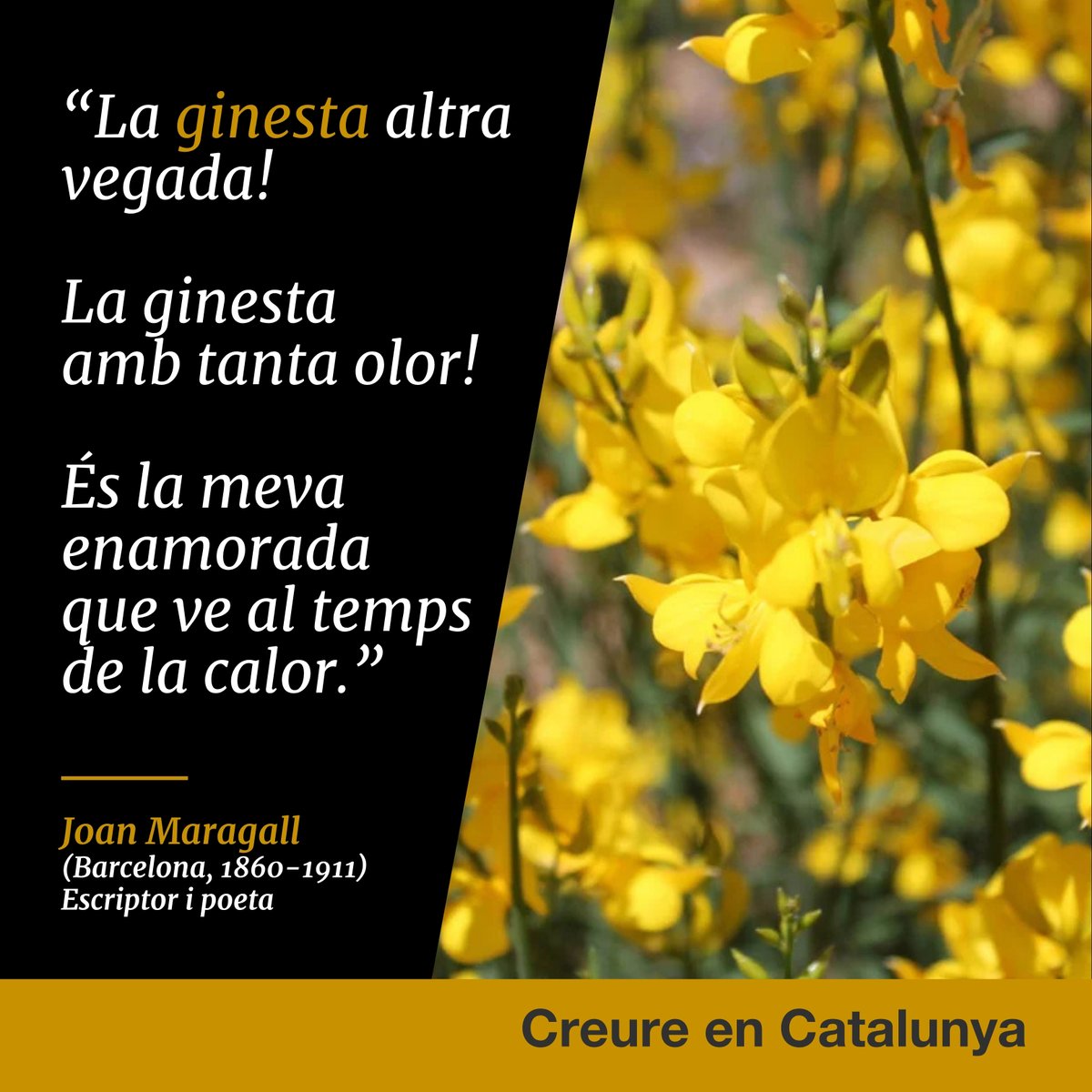 Els carrers de Girona es tornen a omplir de flors i de visitants amb motiu del festival #TempsdeFlors. I entre tantes flors de totes les espècies i de tots els colors, arreu del nostre país continua destacant la grogor de la ginesta, la nostra flor nacional. #creureenCatalunya
