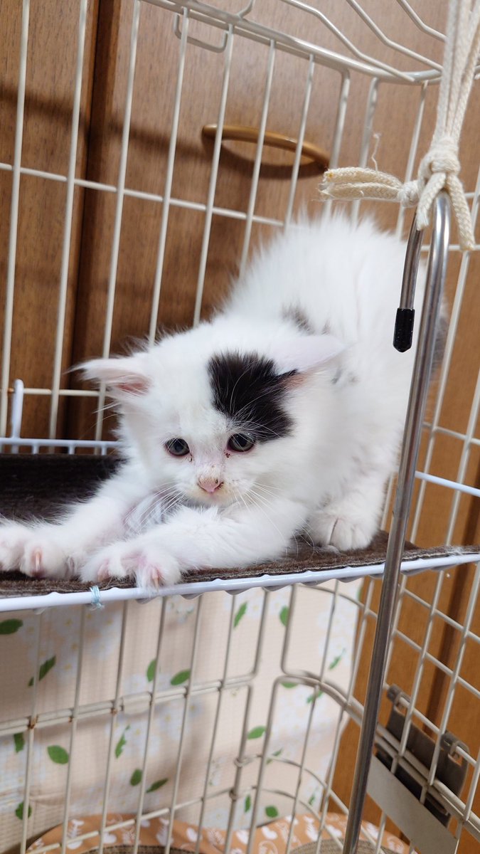GW開けのお仕事お疲れ様でち。

#ふわ猫のるぅ