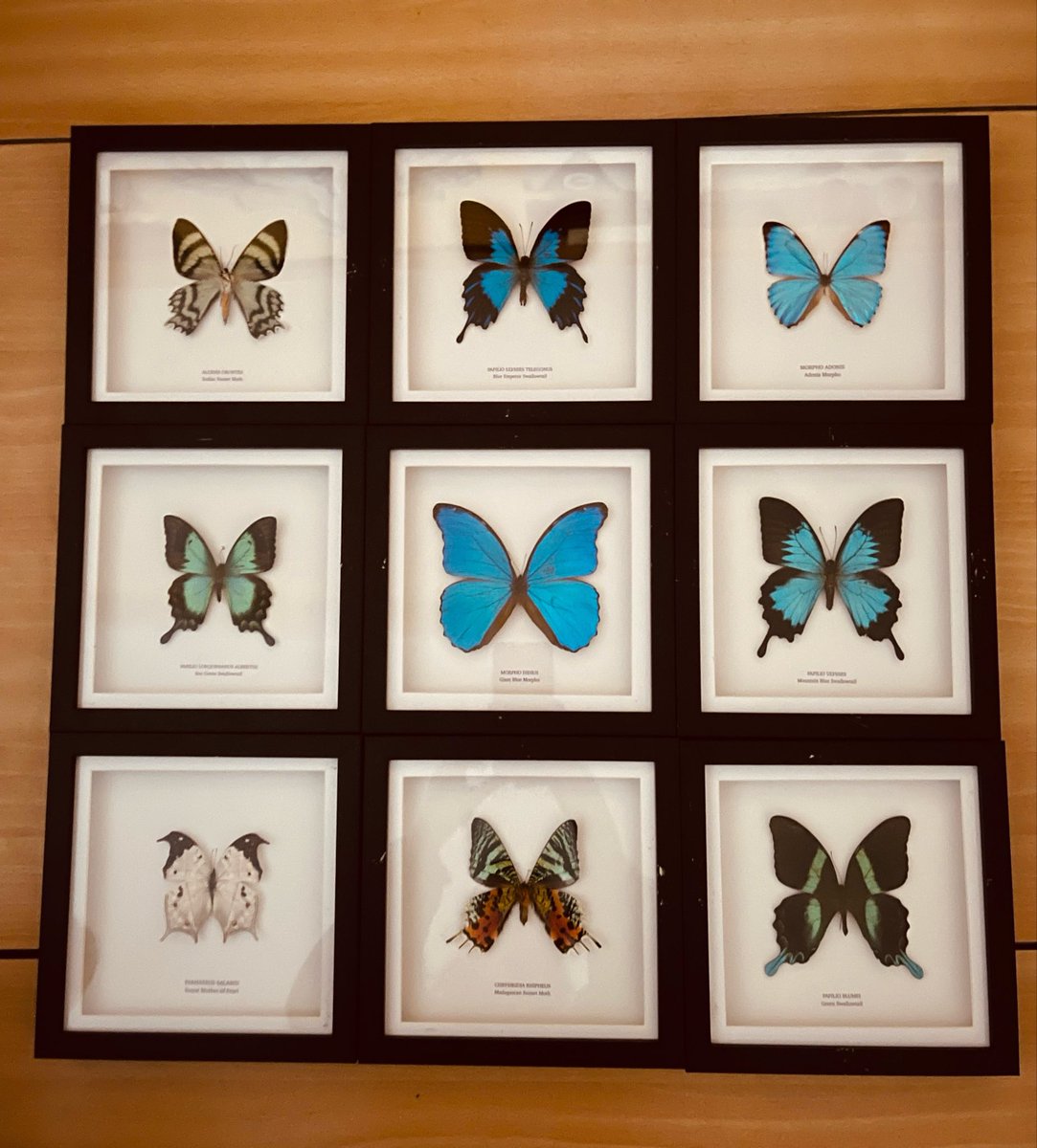 MissMHughes_'s tweet photo. A huge diolch to Yvette Louise for donating her beautiful collection of butterflies, all ethically sourced from conservation farms. 🦋

Such a wonderful act of kindness and generosity - our learners will gain so much from this amazing resource. Thank you! 💙

@SychdynSchool https://t.co/8KcR0LpAml