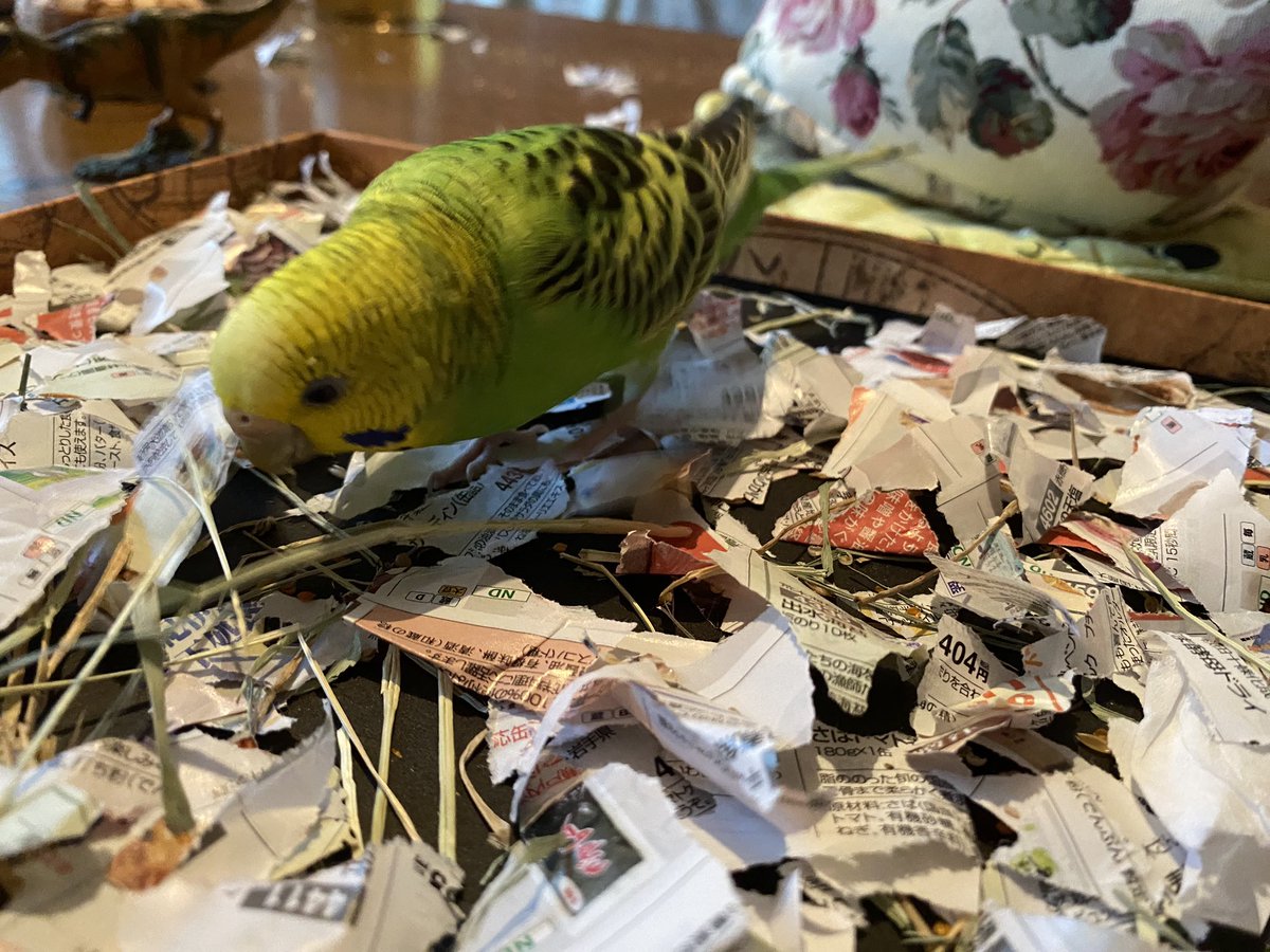 torikai09's tweet photo. 本格的なフォージングデビュー。
すぐ集中モードに入って、生き生きとシードを探し始めた。
楽しんでくれてよかった！

#セキセイインコのいる暮らし
#インコ #小鳥 #Budgerigar #フォージング
#foraging #budgie #parakeet https://t.co/wYoJrRCCVI