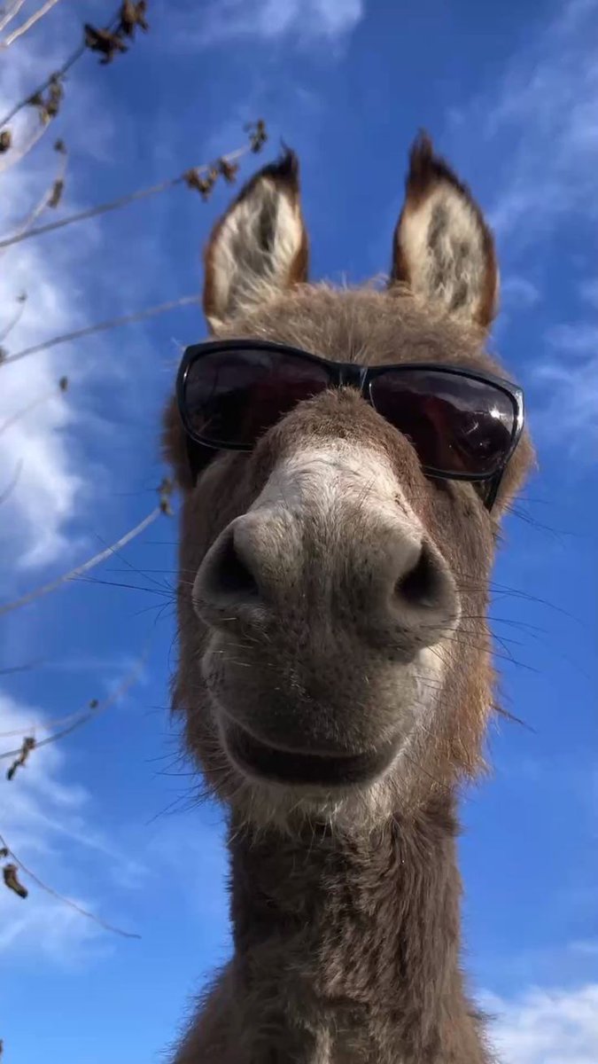 Donkey tweet media