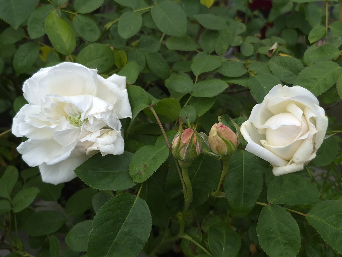 White Roses