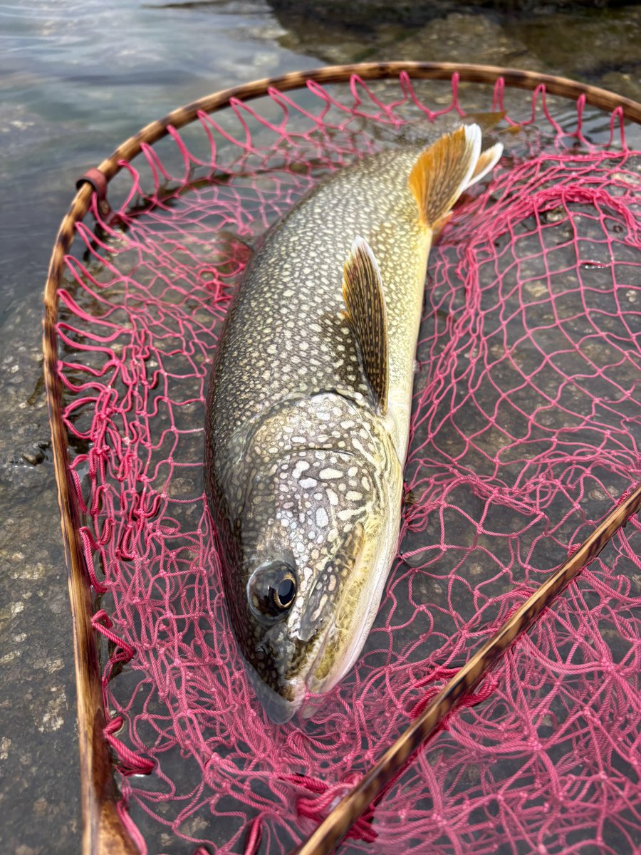 Tetsu angler tweet media