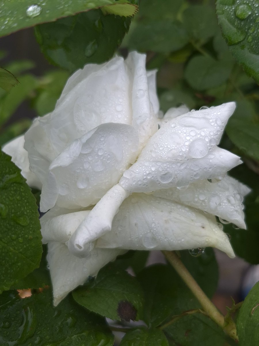 White Rose