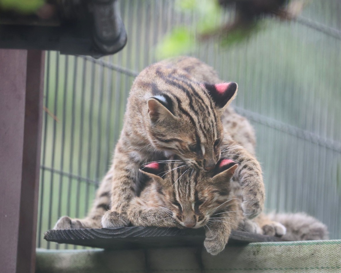仔猫たちの耳の裏は個体識別の為にカラフルな色が付けてありましたね🐱

📷2024 東山動植物園　ツシマヤマネコ