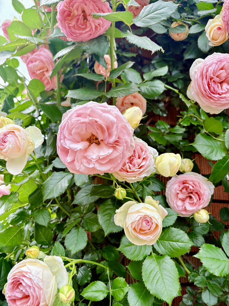 花を観てきた。
季節の花は、その季節を謳歌して咲き誇っている。その姿に心を打たれる。
私も、今を咲き誇りたい…って気持ちを与えてくれた。やっぱり、自然の摂理には敵わない。