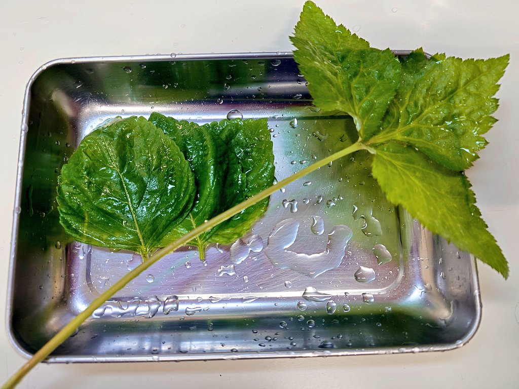 帰りのスーパーに大葉も三つ葉も売ってなかったから実家の庭で植えてる