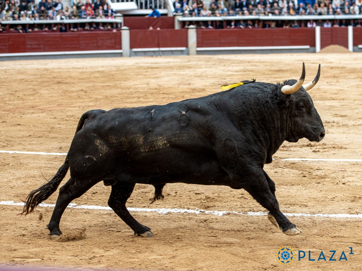 Toros de la Comunidad de Madrid tweet media
