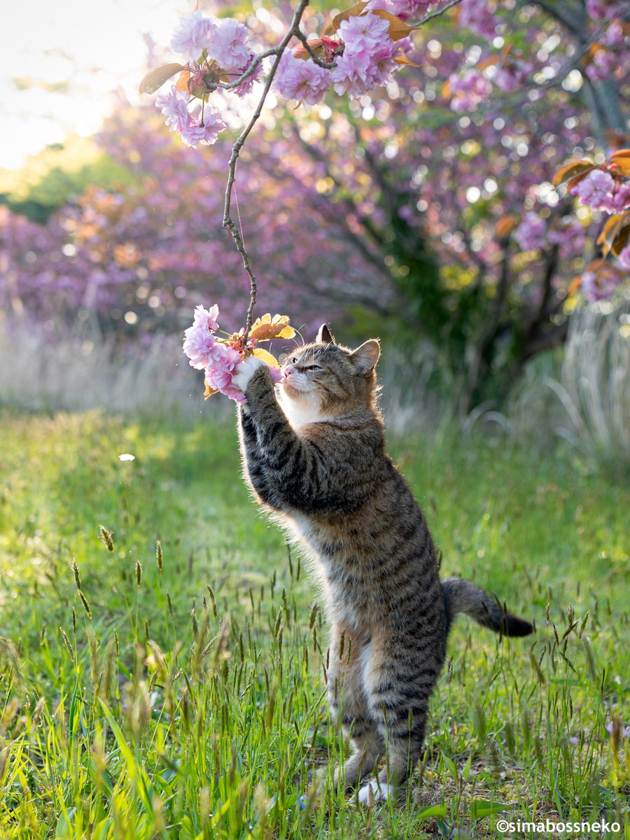 八重桜が気になりますにゃ🌸 Curious about the double cherry