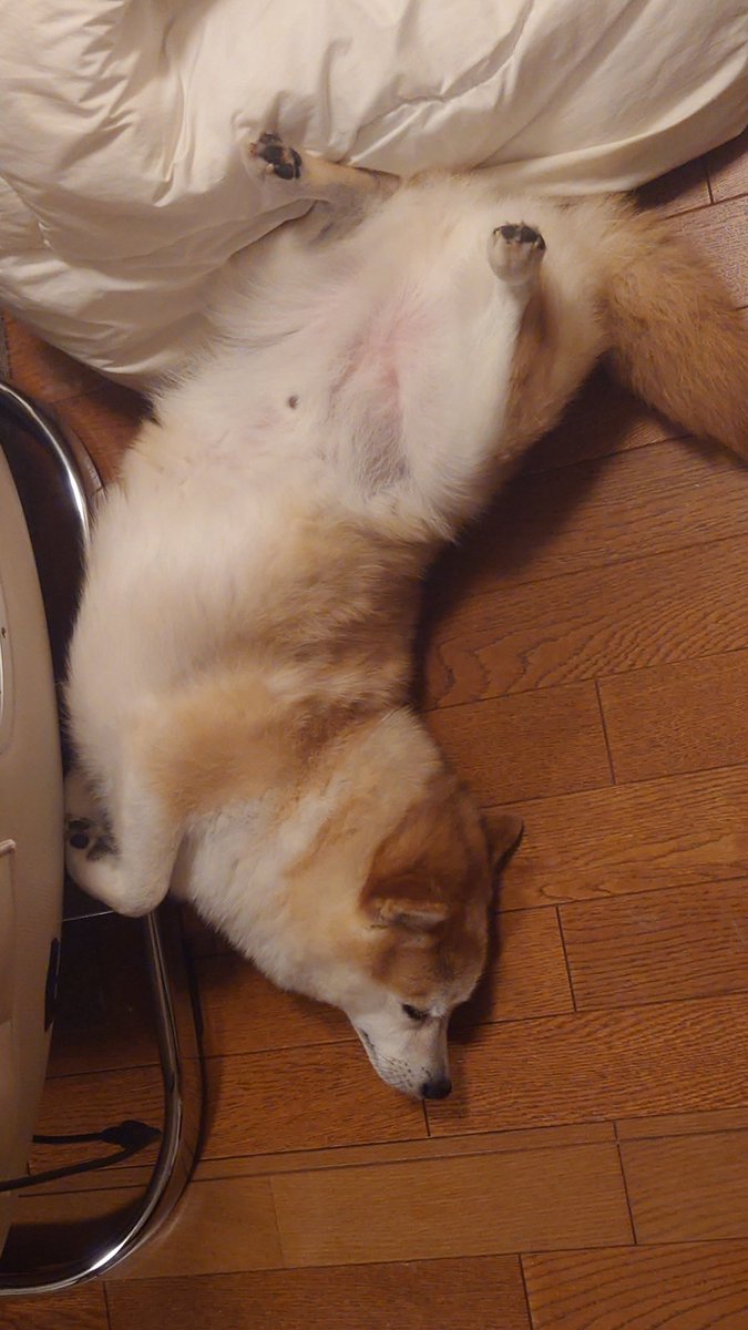ししまる 柴犬ししまる (@sisi3po) / Posts / X