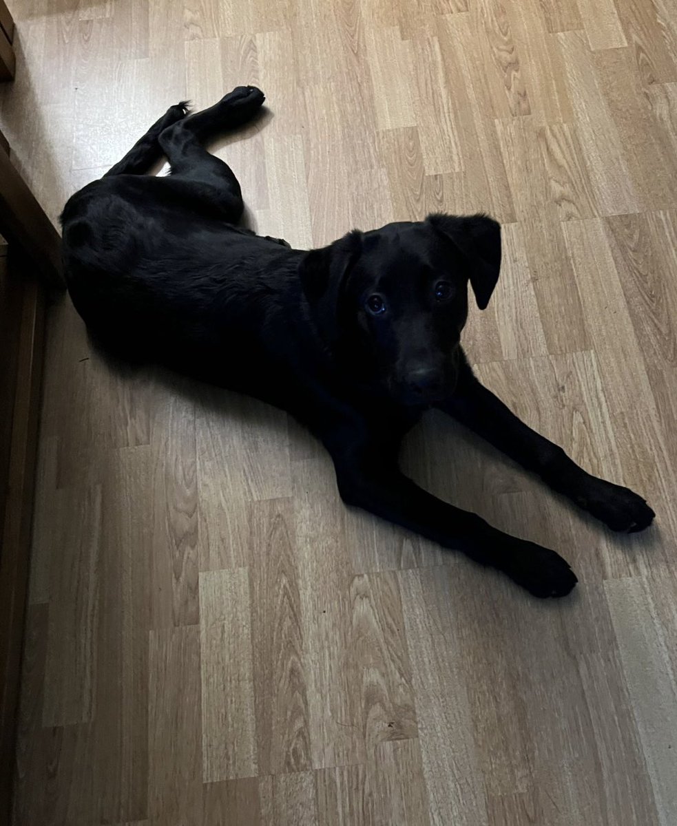 H2RScotland's tweet photo. Aldo is a beautiful 7 month old male Labrador Retriever. 
His owners deteriotaing health means he needs a new home. 
Aldo is eating James Welbeloved and likes his treats. 
He likes to spend time in the garden and his favourite toy is a brush head which he proudly likes to carry about with him. 
He would be best in a home with older kids as he can be bouncy and likes to jump up. 
Preferably someone who has time to give him lots of attention and walks to burn off his energy. 
Aldo is registered with the vets and crate trained. 
He hasn’t been around cats so a home with no cats is best. 
He is very friendly and likes to meet other people and dogs. 
Aldo is also up to date with all his jags. 

For more information or to offer a home please email only to info@help2rehome.com 

Sorry we are unable to reply to messages to the page. 
Please email for any enquiries.