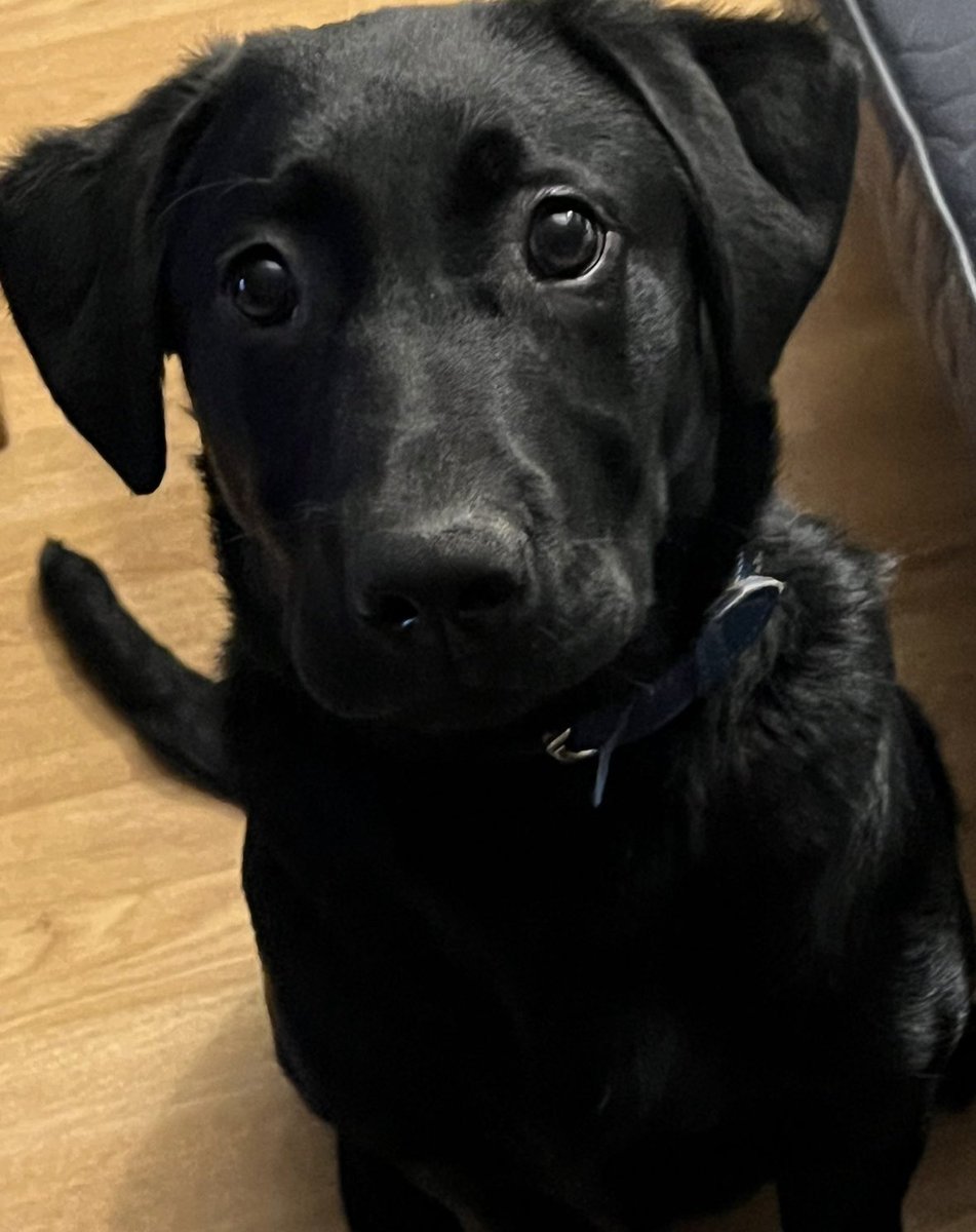 H2RScotland's tweet photo. Aldo is a beautiful 7 month old male Labrador Retriever. 
His owners deteriotaing health means he needs a new home. 
Aldo is eating James Welbeloved and likes his treats. 
He likes to spend time in the garden and his favourite toy is a brush head which he proudly likes to carry about with him. 
He would be best in a home with older kids as he can be bouncy and likes to jump up. 
Preferably someone who has time to give him lots of attention and walks to burn off his energy. 
Aldo is registered with the vets and crate trained. 
He hasn’t been around cats so a home with no cats is best. 
He is very friendly and likes to meet other people and dogs. 
Aldo is also up to date with all his jags. 

For more information or to offer a home please email only to info@help2rehome.com 

Sorry we are unable to reply to messages to the page. 
Please email for any enquiries.