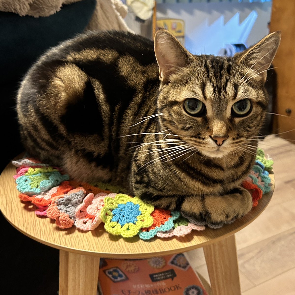 ていねこ🫀 5月24日 札幌マルシェ tweet media