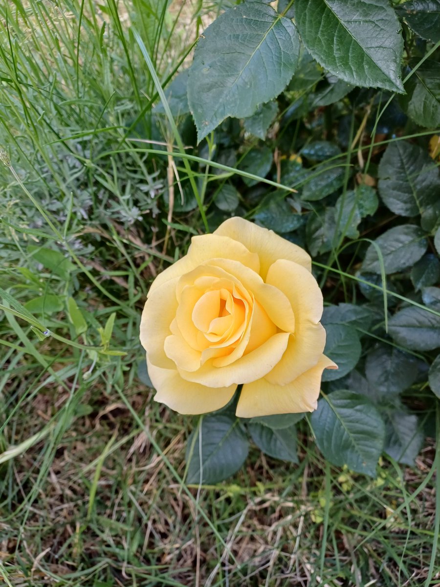 Philoumtpl's tweet photo. 今日のバラ🌹 https://t.co/sQRANJlsAl