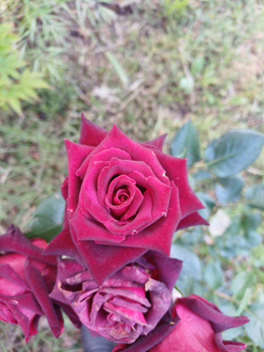 Philoumtpl's tweet photo. 今日のバラ🌹 https://t.co/sQRANJlsAl