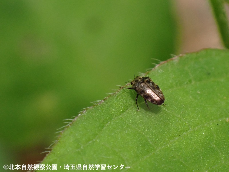 埼玉県自然学習センター【公式】 tweet media