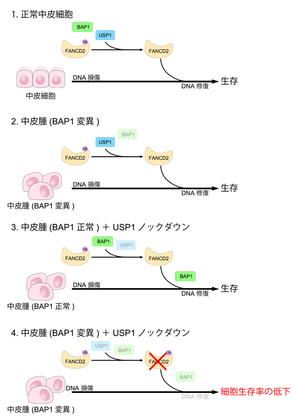 bs_tut's tweet photo. 村上教授らの論文がCell Death &amp; Diseaseに掲載されました！BAP1とUSP1による中皮腫細胞増殖制御機構を報告しました。
#悪性中皮腫 #CancerResearch #SyntheticLethality #DNARepair #CellDeathAndDisease
https://t.co/yVuRDVl7jw https://t.co/f2cpvE0cYj