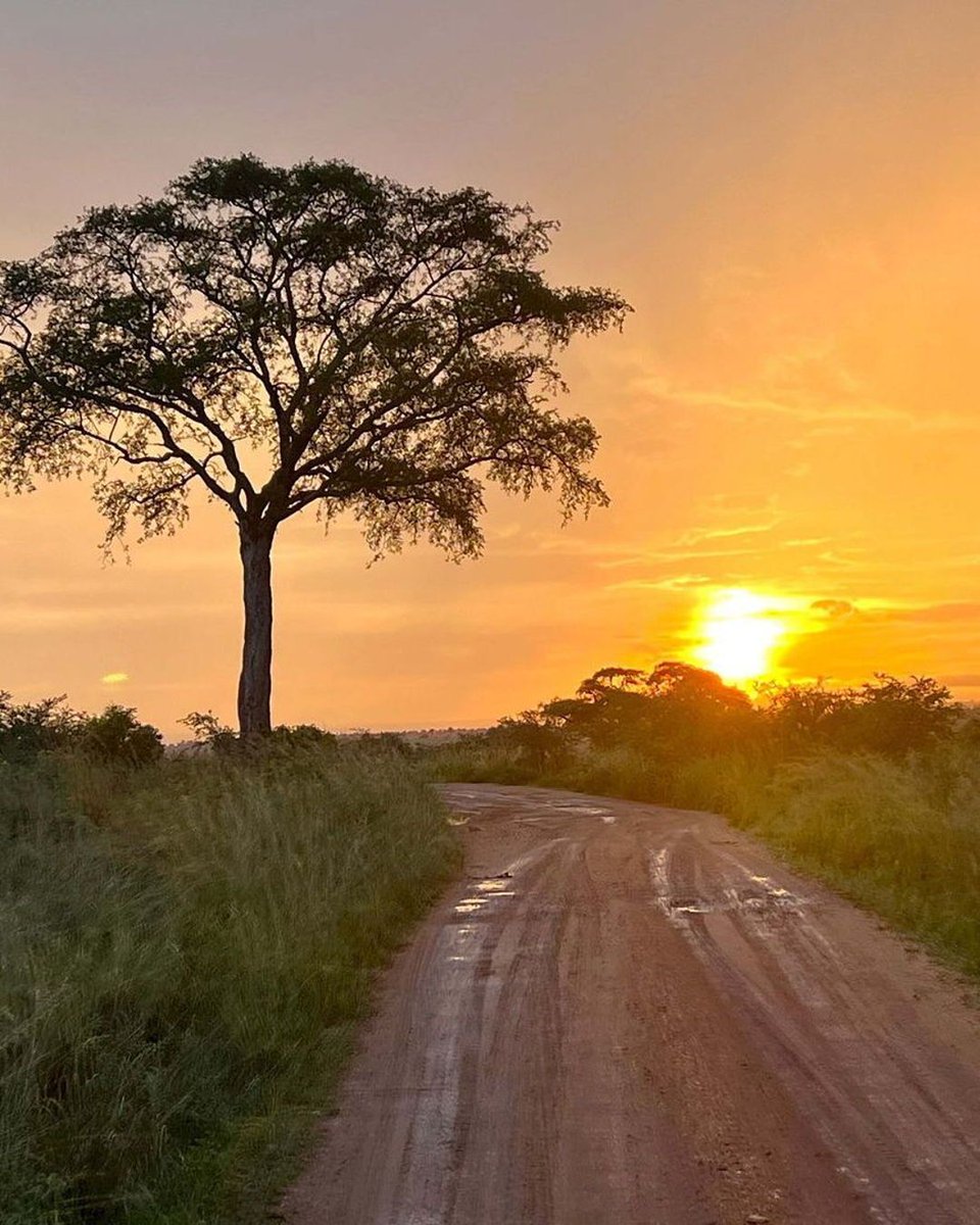 MistRwanda's tweet photo. Golden light spills across the savannah, painting trees, trails, and sky in hues that feel almost unreal. The game drive tracks curve away, holding the promise of more stories just beyond the horizon

Some sunsets you watch. Others, you remember.

Will this be yours?

#MistRwanda https://t.co/v21DG87wFH