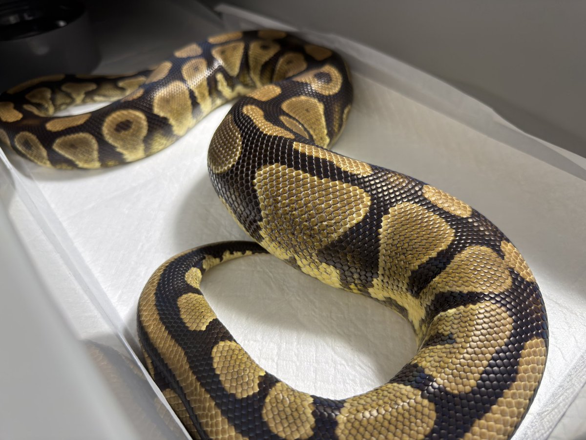 分かりやすい。

#ballpython
#ボールパイソン