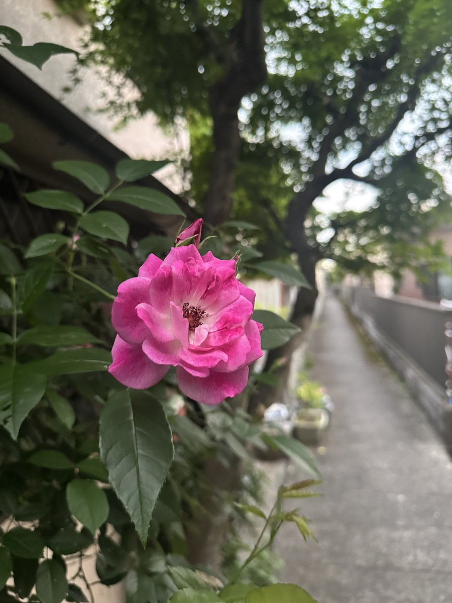 ꔘ ꗺ丑三ꔘ ꗺ tweet media