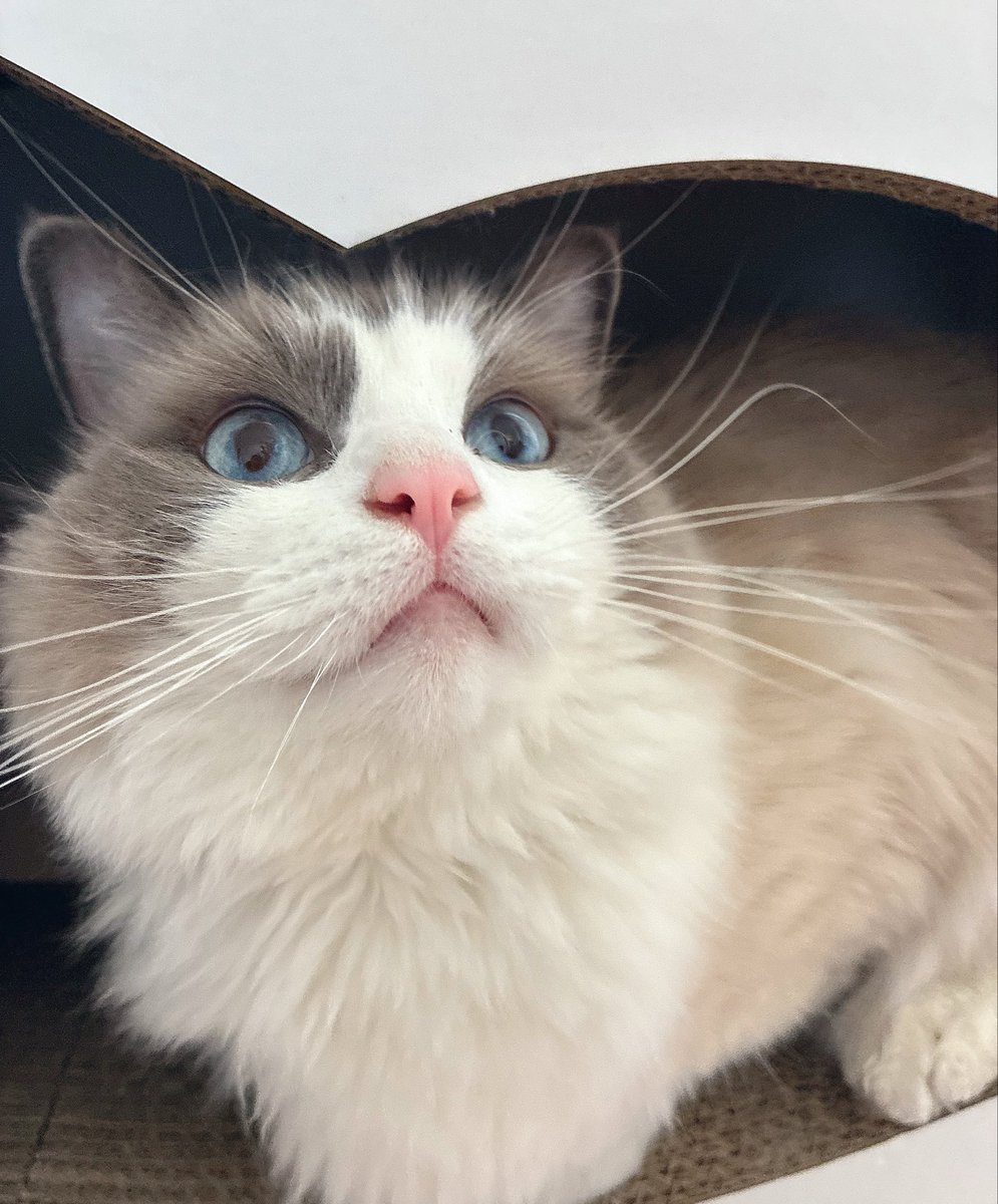 るる🐾໊ラグドール (@ruru_ragdoll) / Posts / X