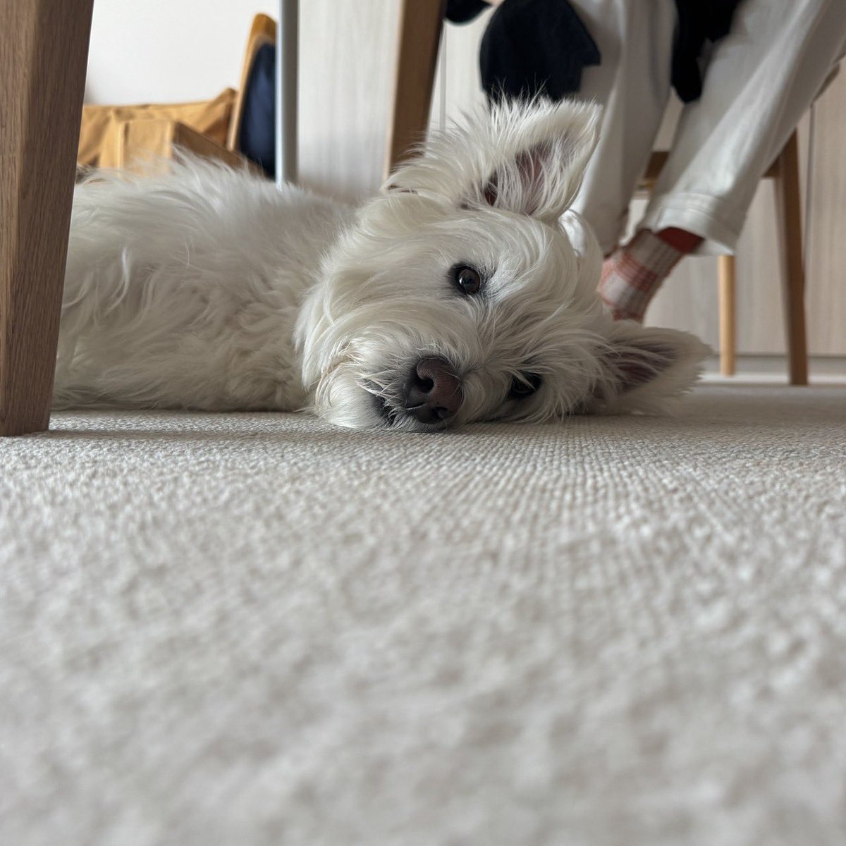 mugi_cha_z's tweet photo. 机の下を覗くとき、犬もまたこちらを覗いているのです https://t.co/Lu4EPOlBrr