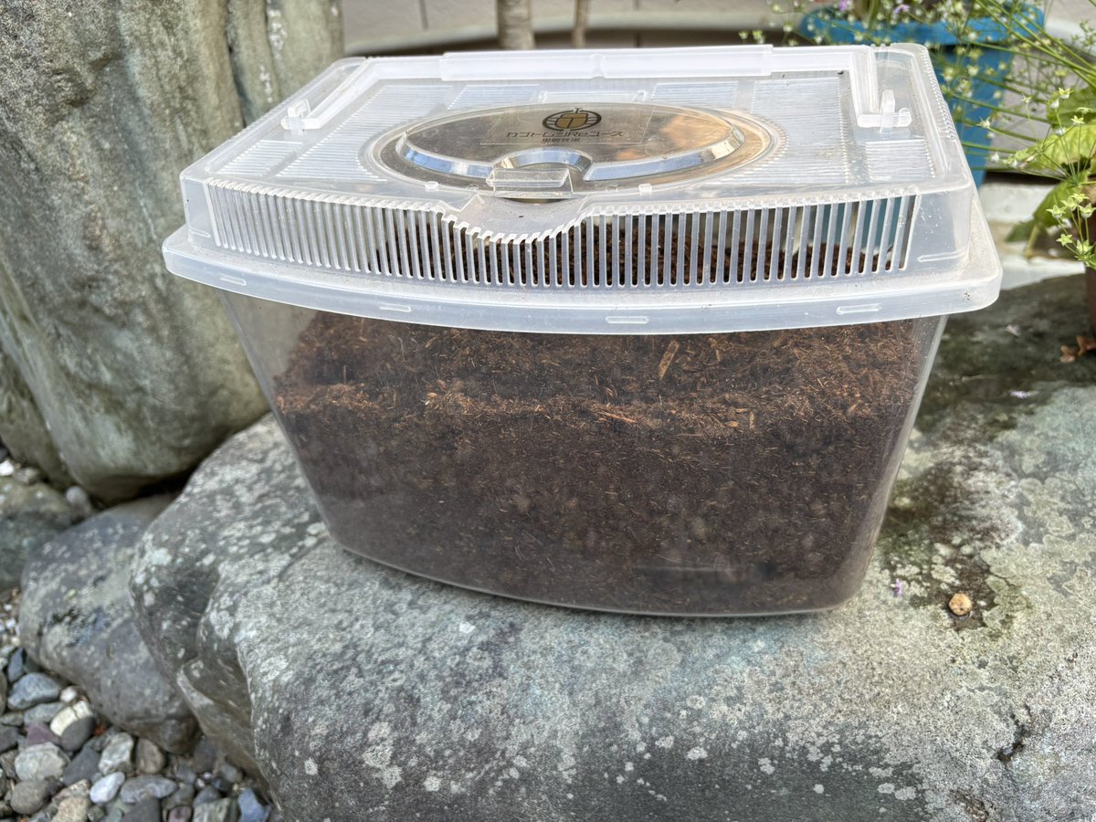 カブトムシハンターアスカ tweet media