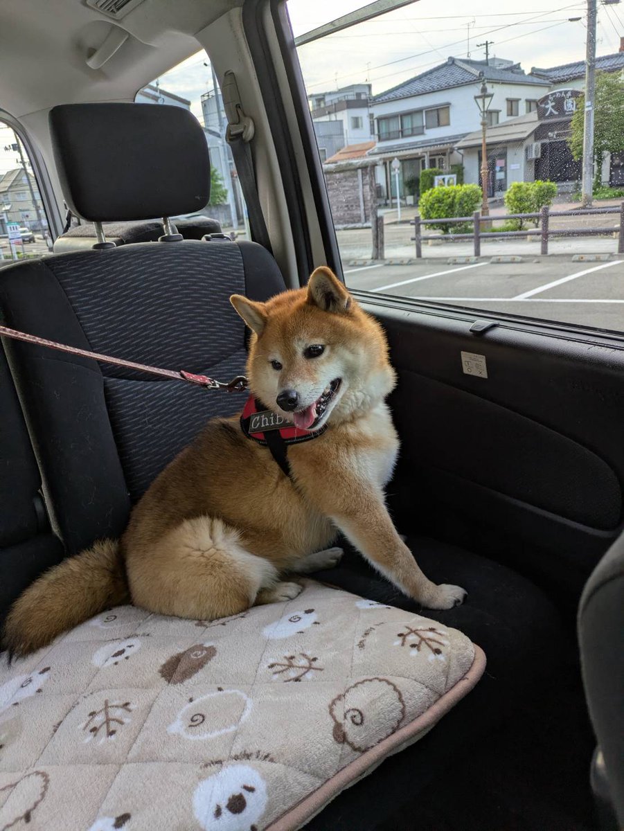お待たせ うちの可愛いワン
 #ナッシーロール
終わった‼️散歩行こう🥺