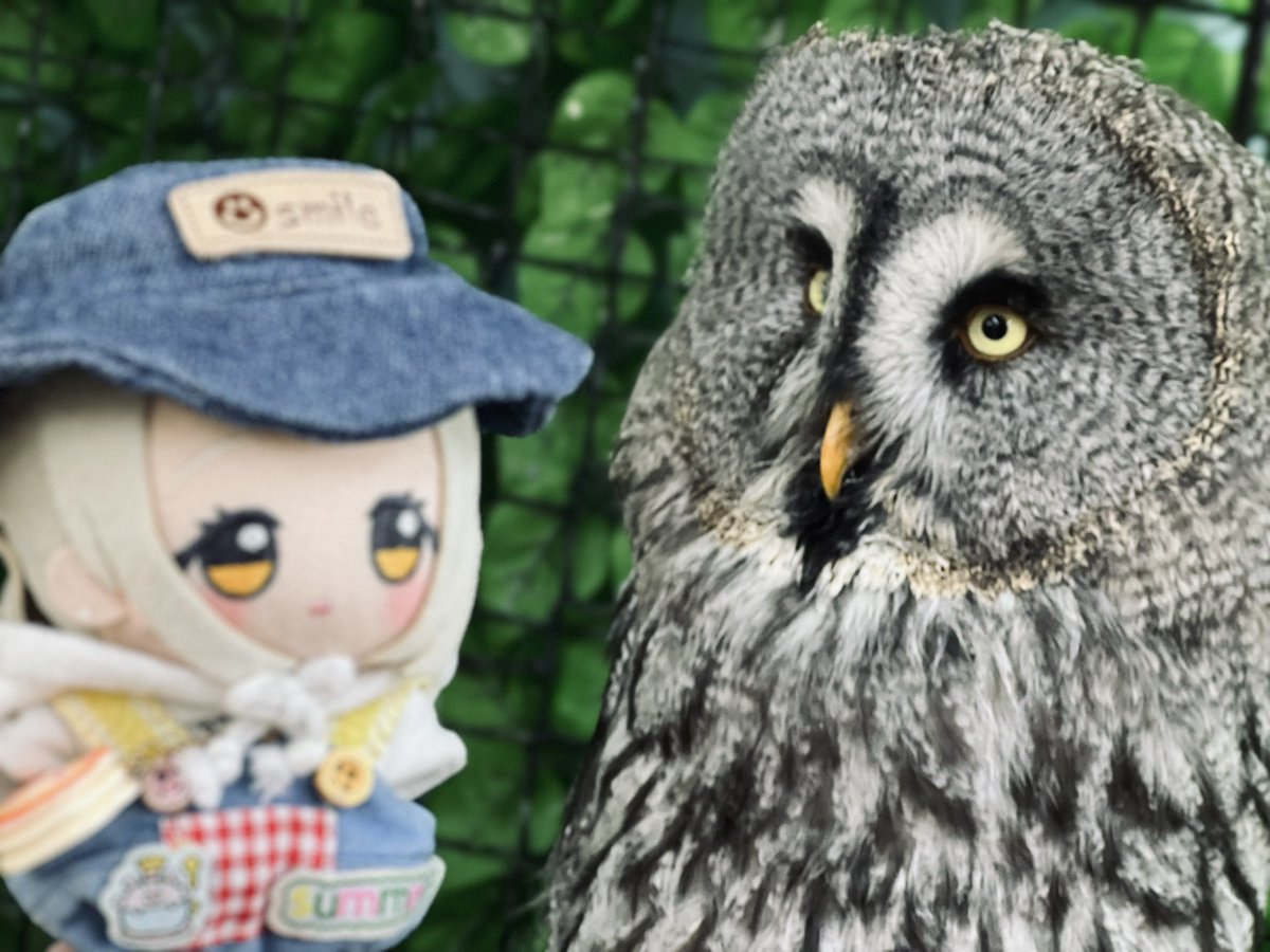 Post by ぐーしゃ on X: 🦉