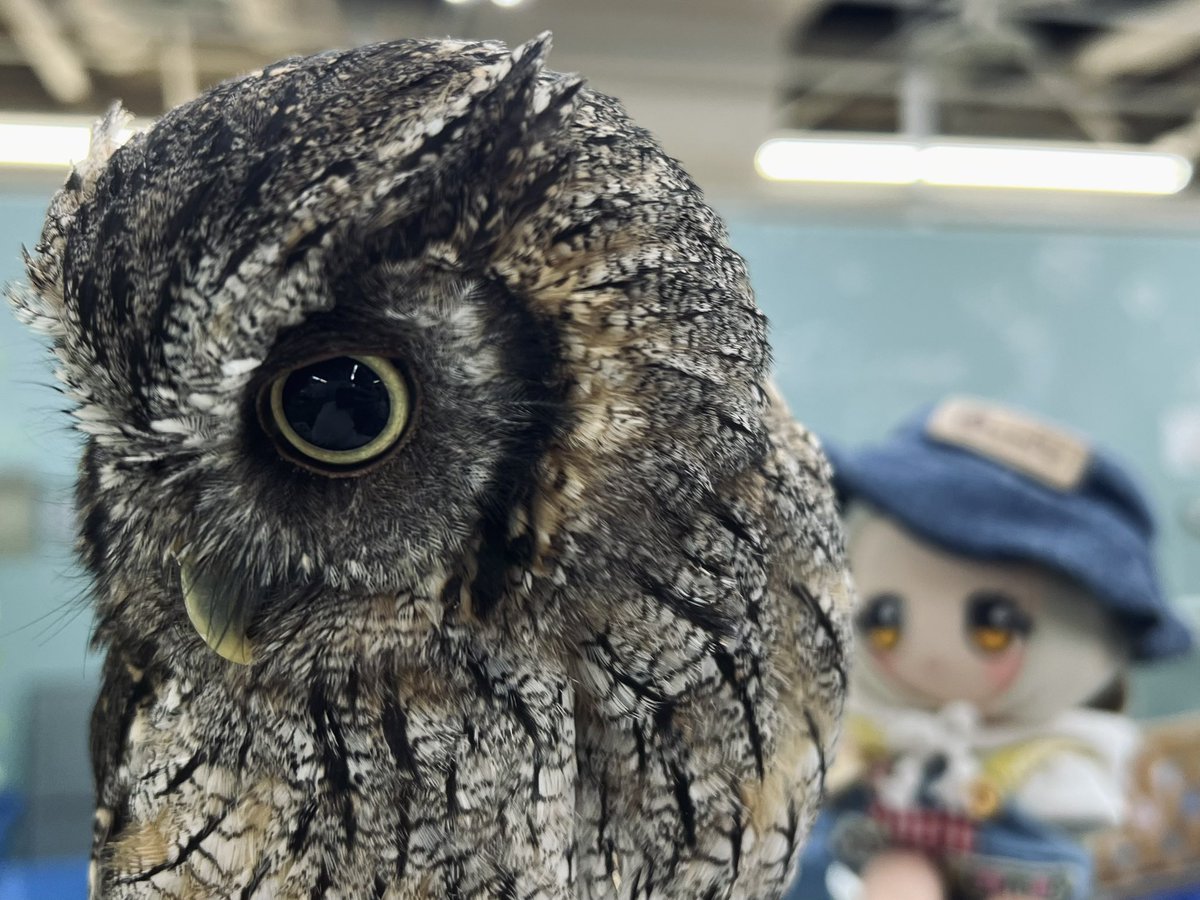 Post by ぐーしゃ on X: 🦉
