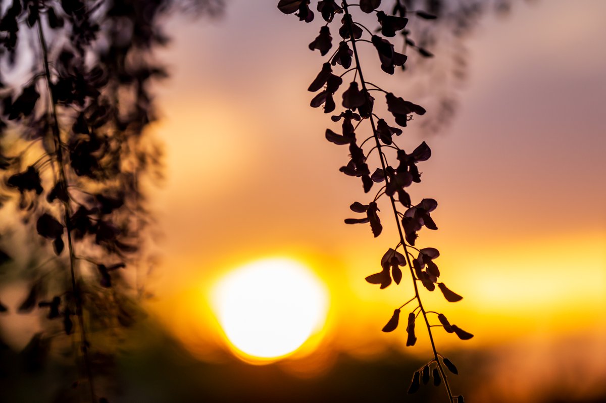 kurumaebi_aio's tweet photo. 近所の大師堂のフジ 　夕陽が沈む所だけ開けているありがたいロケーション
  #D780 #photography #写真 #Nikon #大師堂 #八十八ヶ所 #山口市 #藤 #フジ #Wisteria #sunset #夕陽 #夕焼け https://t.co/e3Ad1Mzcqo