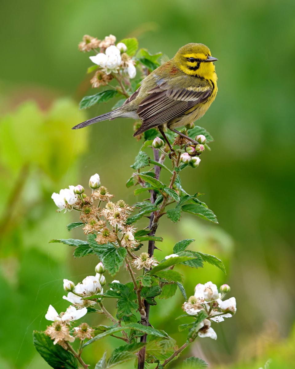 This is a weird pic for me to post. I say that because it has turned out to be one of my most favorite photographs I’ve taken. Hope you like it as much as I do. Prairie Warbler.