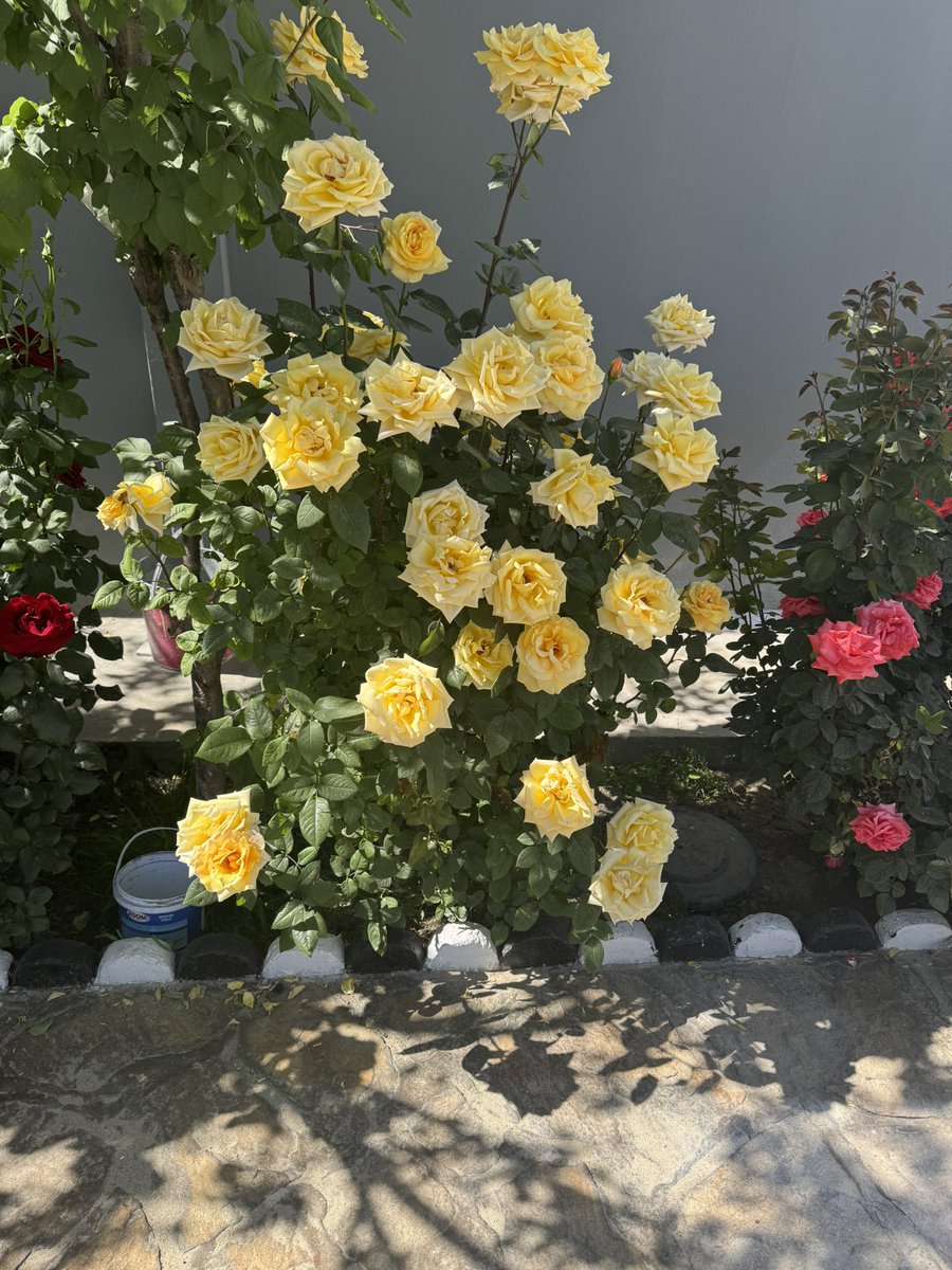AbSuboh's tweet photo. #Kabul #spring https://t.co/R2XCOCTVAn