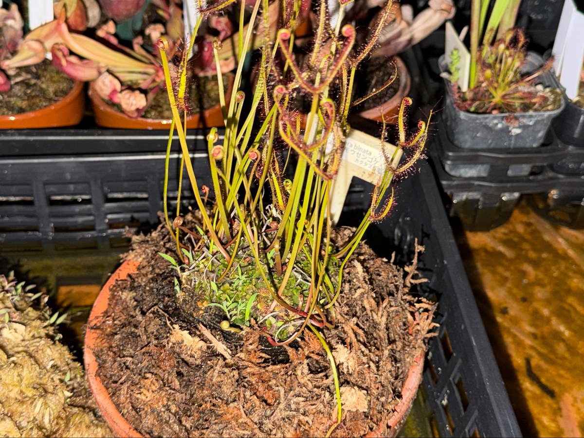 エルラ🪴ふしぎ植物YouTuber【食虫植物】 (@elra_fsg) / Posts / X