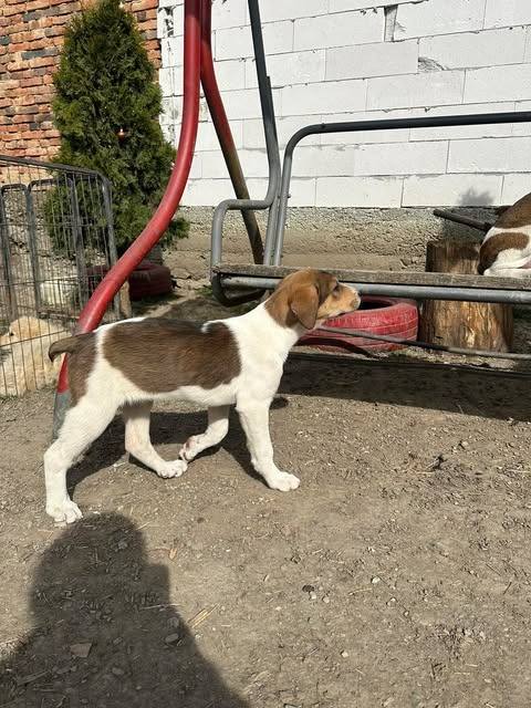 Pawprints to Freedom Rescue🐾 tweet media