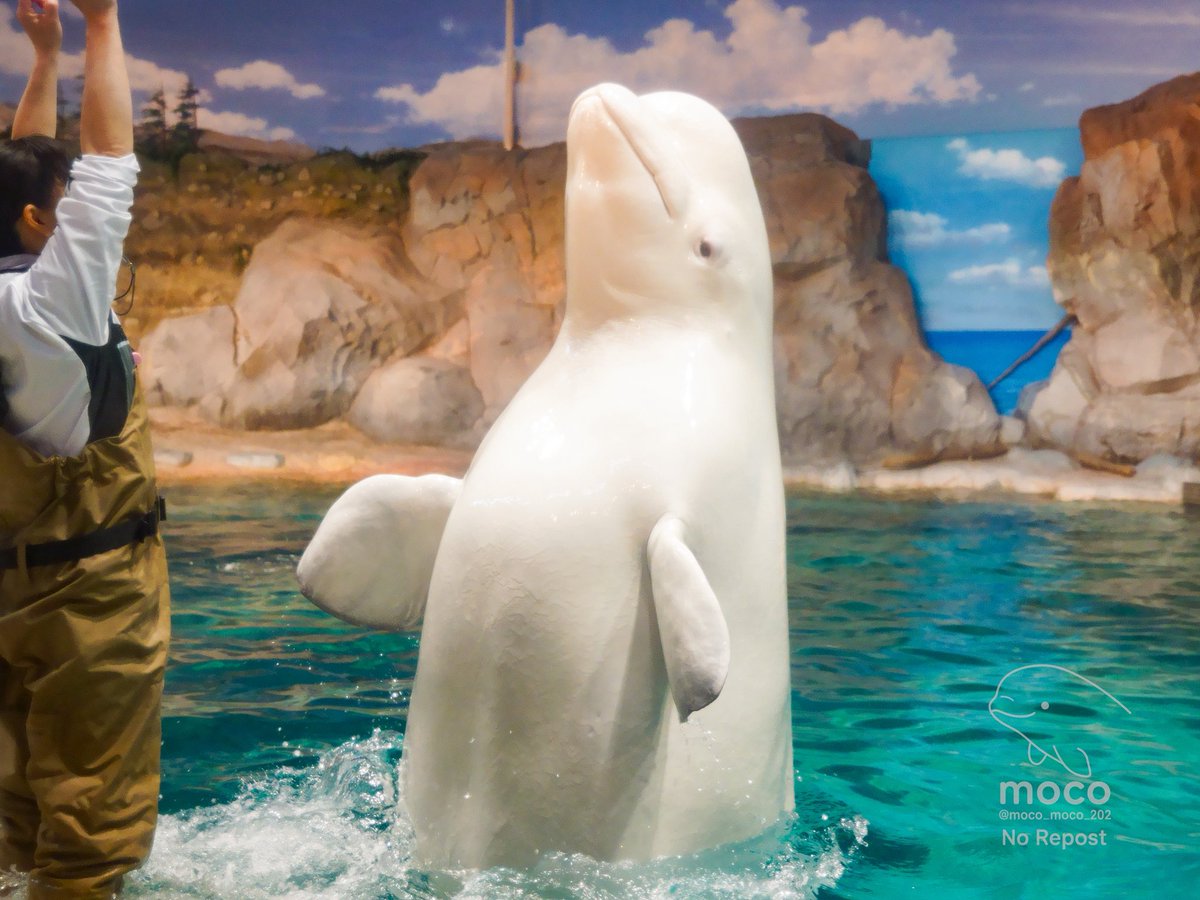 Mocoです₊⁎⁺˳✧༚ びよん！ #名古屋港水族館
