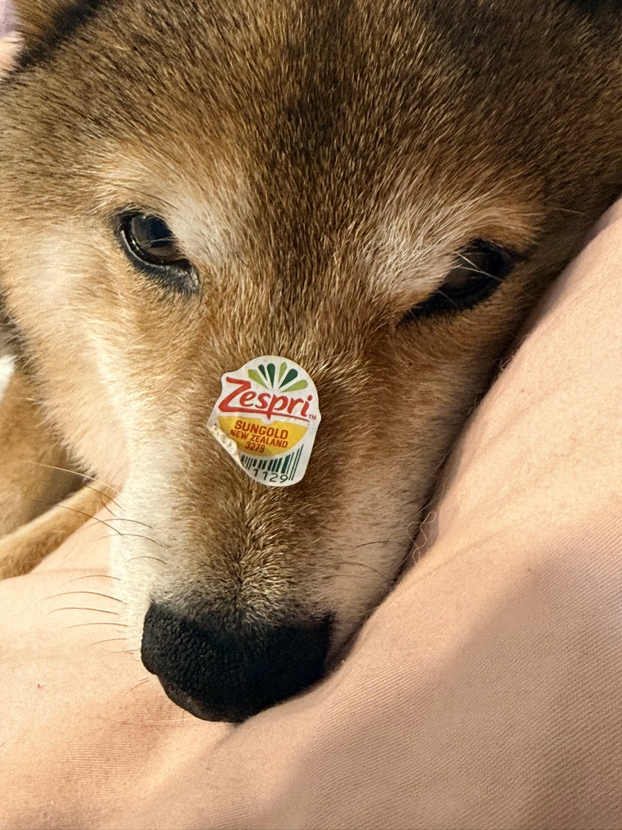 바보ちょる🐺 tweet media