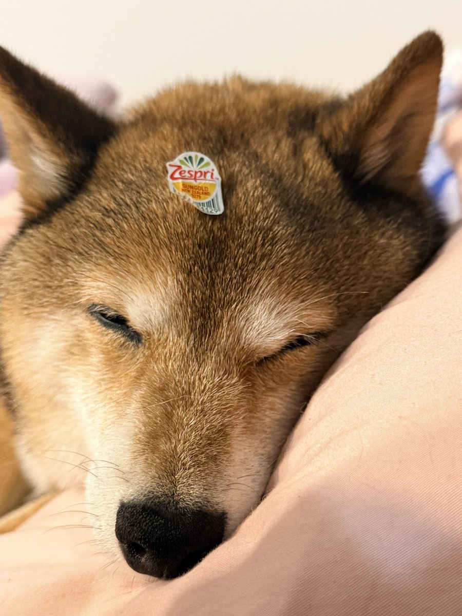 바보ちょる🐺 tweet media