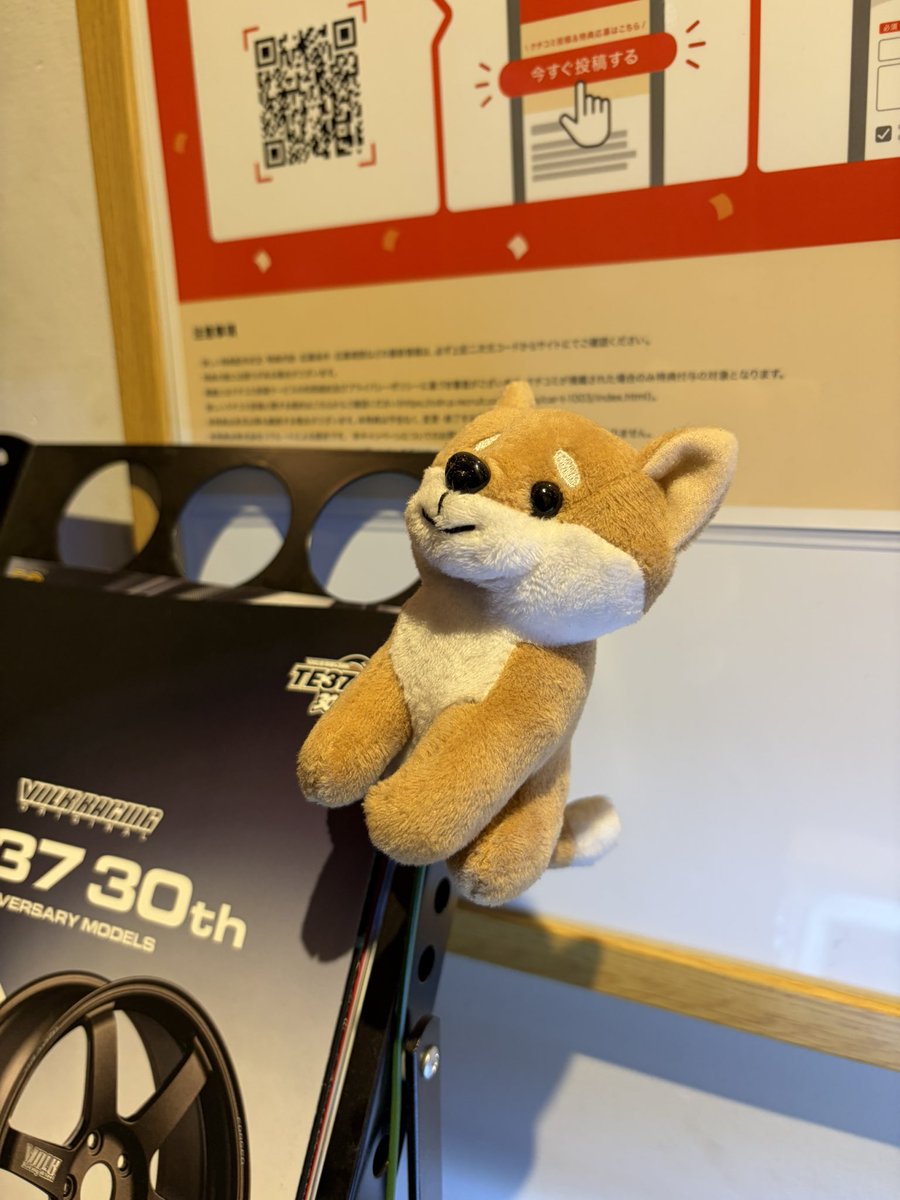 MsGarageSTAFF's tweet photo. 「柏原店のこのマスコット犬はどちらに？」と聞かれることがあるのですが、神出鬼没としておきましょう。(基本は本店にいます)

本日展示場に突如として現れてました🐕無垢な笑顔でお出迎えしてくれました🥰️

#源ちゃん
#しば https://t.co/C75Io2ZvbG