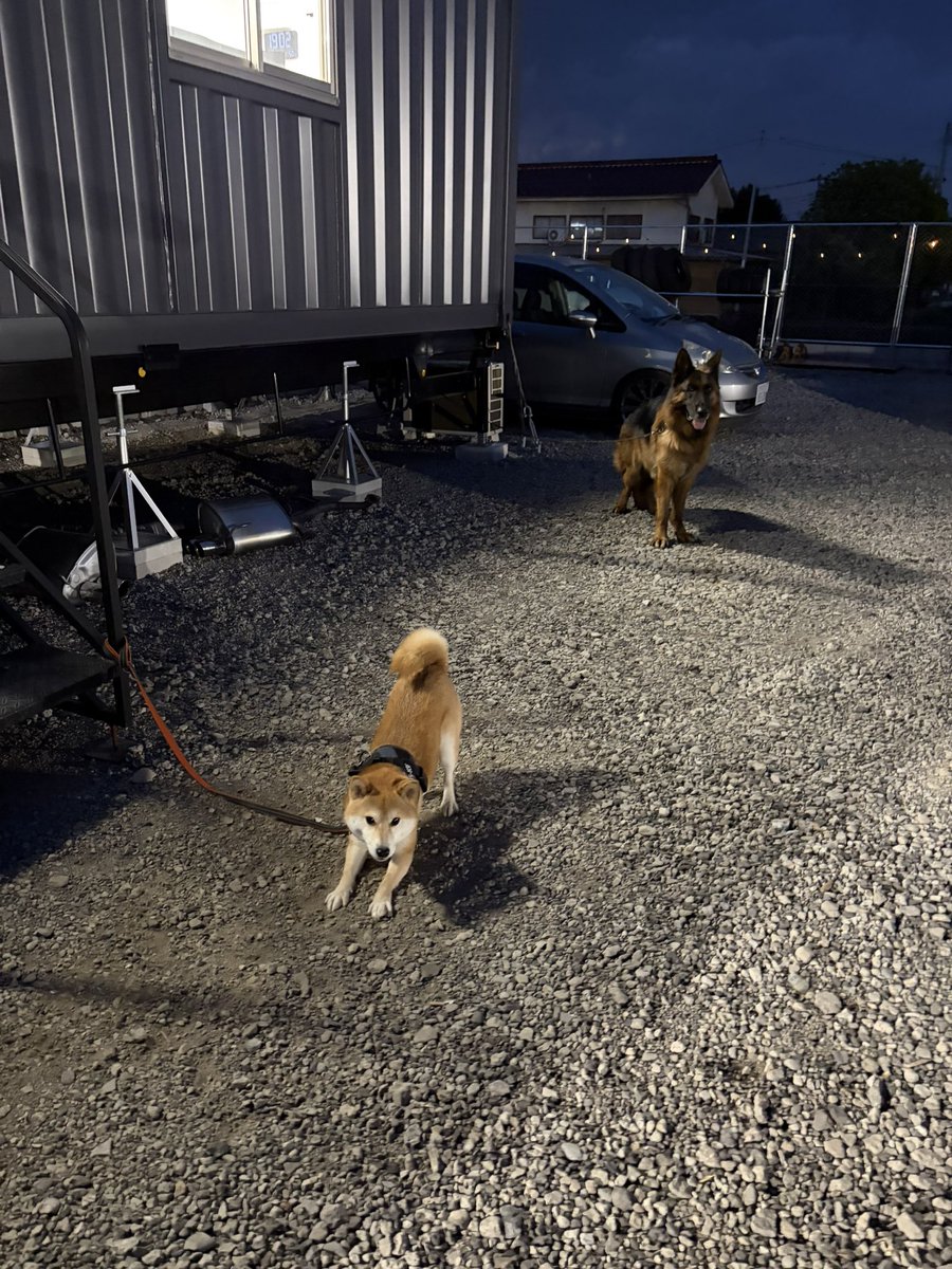 MsGarageSTAFF's tweet photo. 「柏原店のこのマスコット犬はどちらに？」と聞かれることがあるのですが、神出鬼没としておきましょう。(基本は本店にいます)

本日展示場に突如として現れてました🐕無垢な笑顔でお出迎えしてくれました🥰️

#源ちゃん
#しば https://t.co/C75Io2ZvbG
