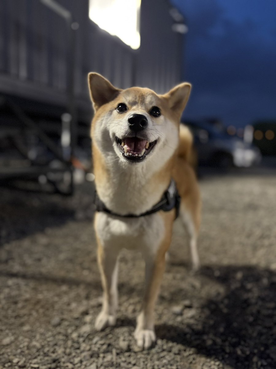 MsGarageSTAFF's tweet photo. 「柏原店のこのマスコット犬はどちらに？」と聞かれることがあるのですが、神出鬼没としておきましょう。(基本は本店にいます)

本日展示場に突如として現れてました🐕無垢な笑顔でお出迎えしてくれました🥰️

#源ちゃん
#しば https://t.co/C75Io2ZvbG