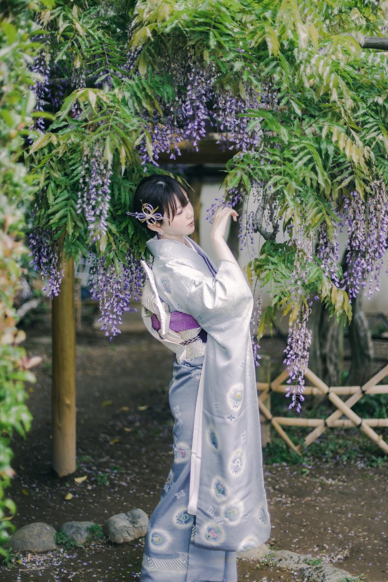 Toxic_Photon's tweet photo. 藤の花　#ポートレート #振袖 https://t.co/PzV0qZ8wwE