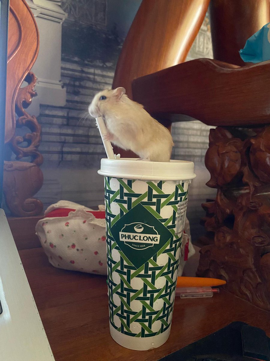 TweetsOfHamster's tweet photo. https://t.co/49YhIrF35o