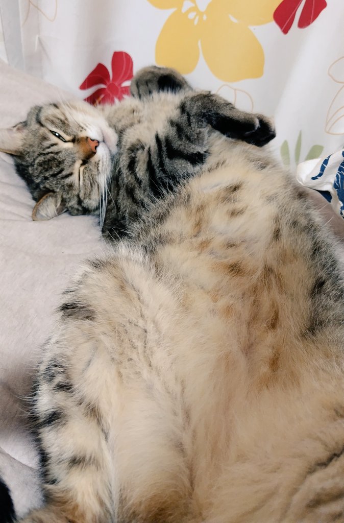 ゴロー🐾 (@cat_56chan) / Posts / X