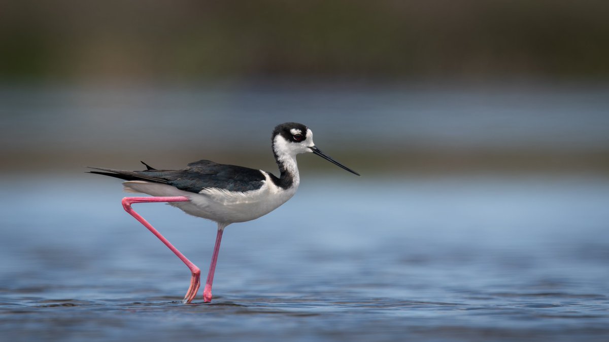 balail's tweet photo. Black-necked Stilt
#photography #naturephotography #wildlifephotography #thelittlethings https://t.co/6EaTUSJ4hk