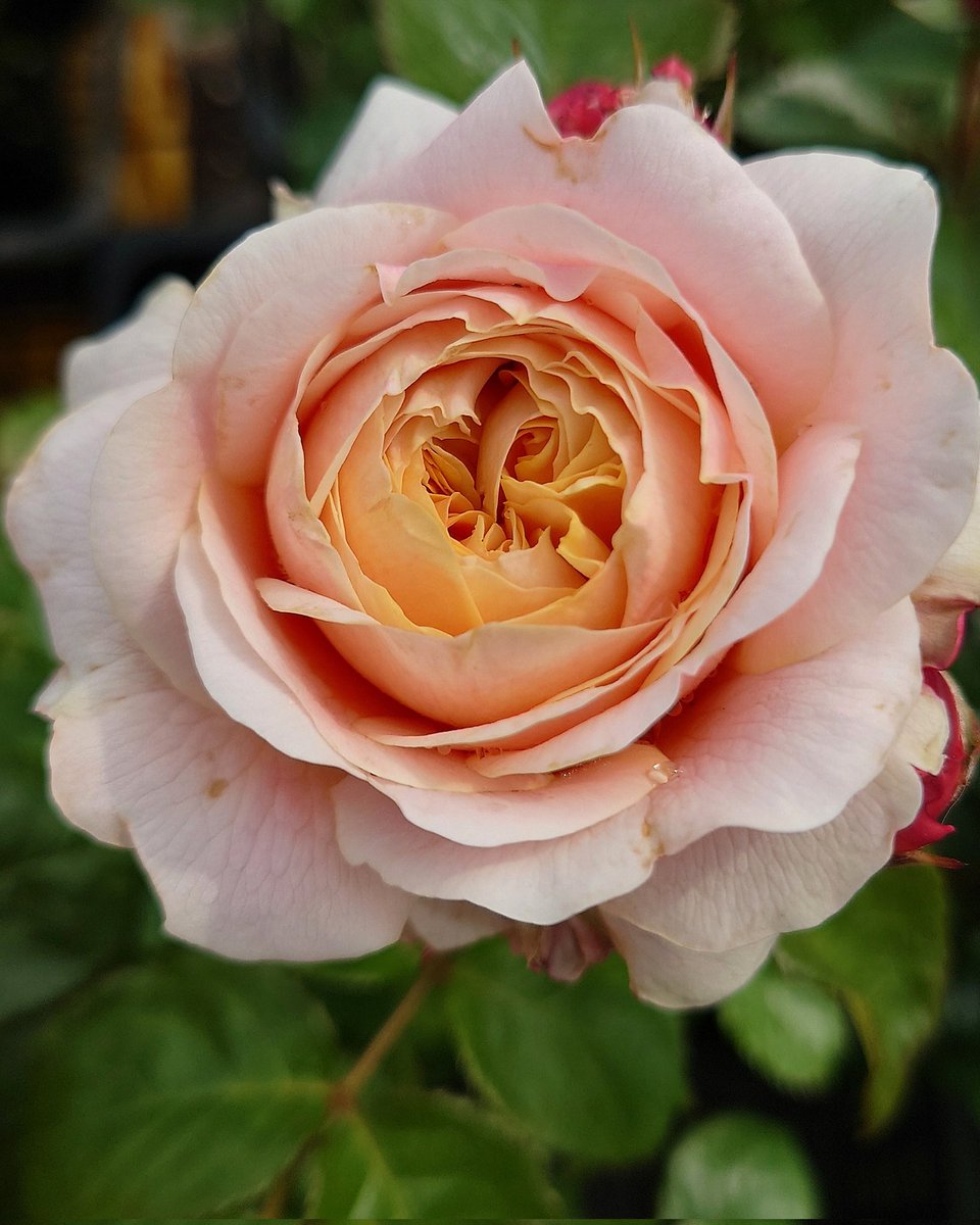 バラ苗　切りバラ苗　Apple J♡ck 忽滑谷 史記 @Apple Roses (@f_nukariya) / Posts / X