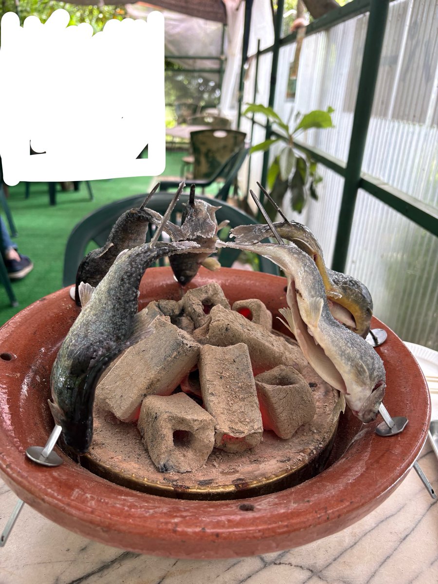 teyan_o's tweet photo. 千葉の自然が良すぎる！！
イワナとヤマメはその場で釣って塩焼き！ https://t.co/yiuRfvVRdm